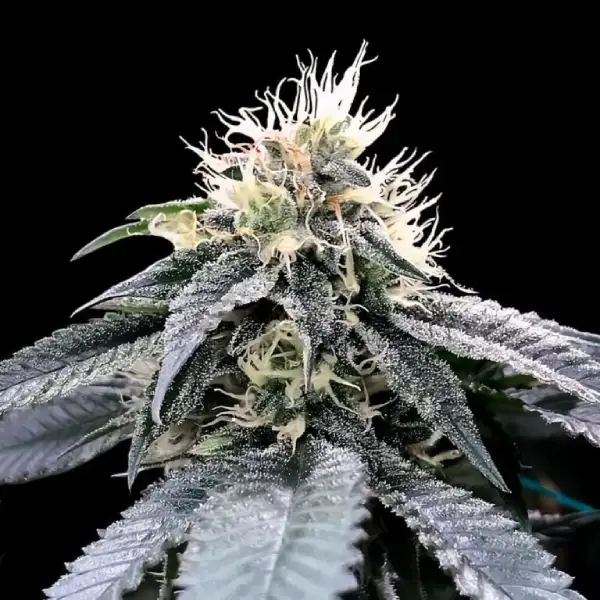 GREEN CRACK FEM-image