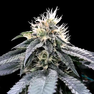 GREEN CRACK FEM