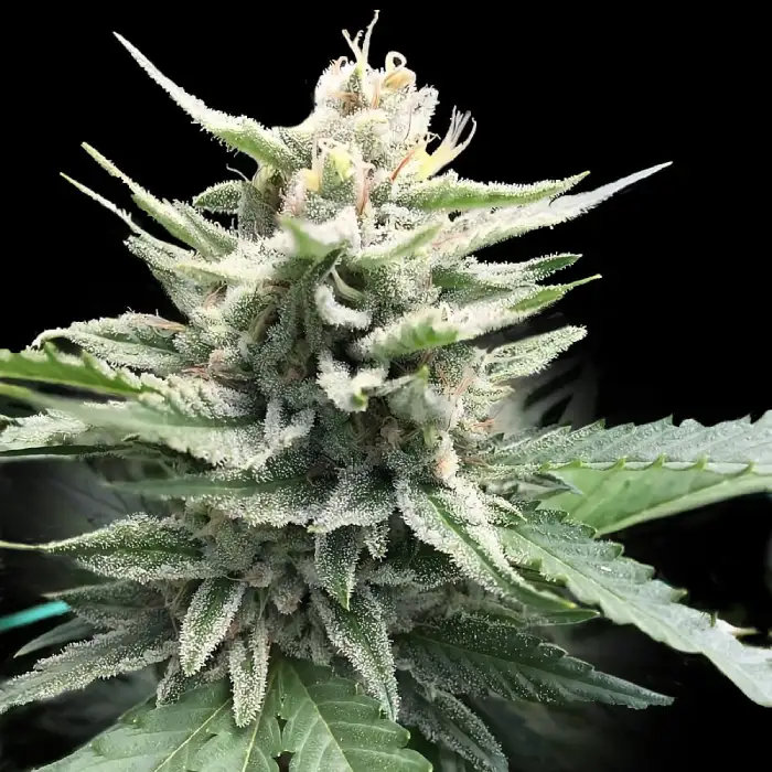 HONEY BANANA S1-image