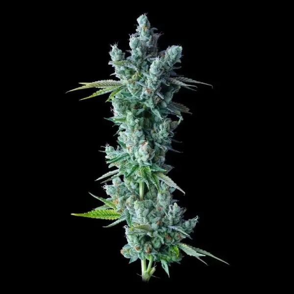 KOSHER DAWG AUTOFLOWER-image