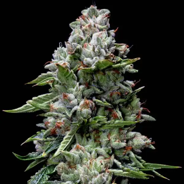 KOSHER KUSH FEM-image