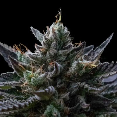 KOSHER KUSH REG