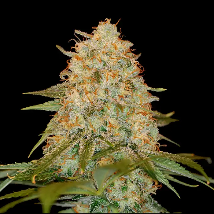 L.A. CHOCOLAT FEMINIZED-image