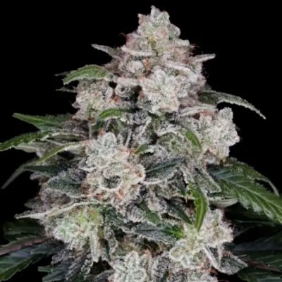 MAC N ME AUTOFLOWER