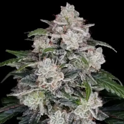 MAC N ME AUTOFLOWER
