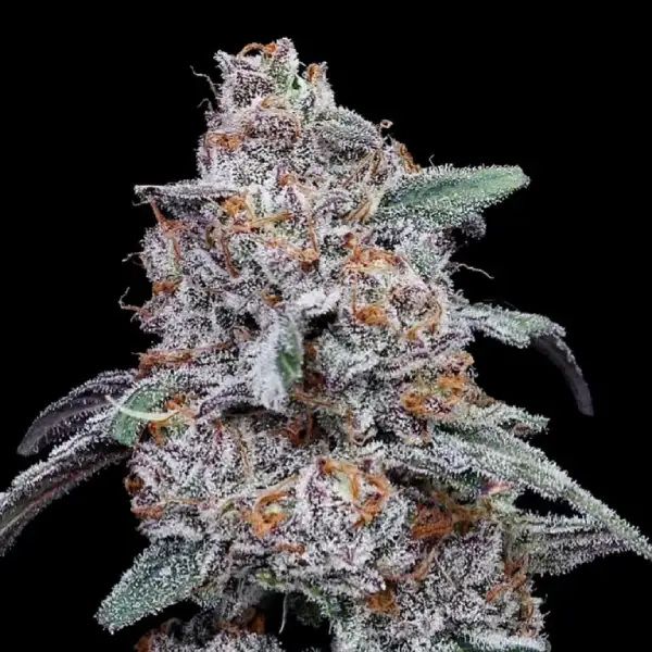 PURPLE PEOPLE EATER AUTO-image