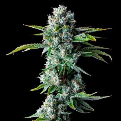 SKYWALKER KUSH AUTO