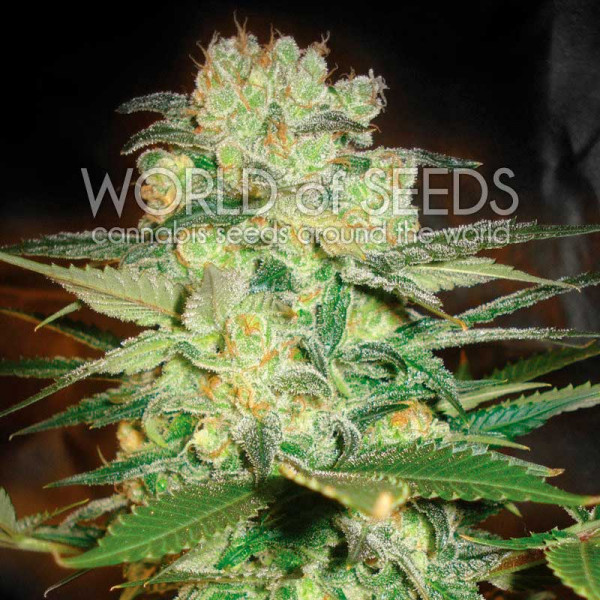 afghan-kush-x-white-widow-image