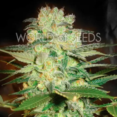 Afghan Kush X White Widow