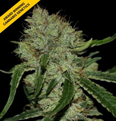 TANGIELOPE KUSH REG