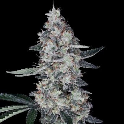 WATERMELON MAN AUTO