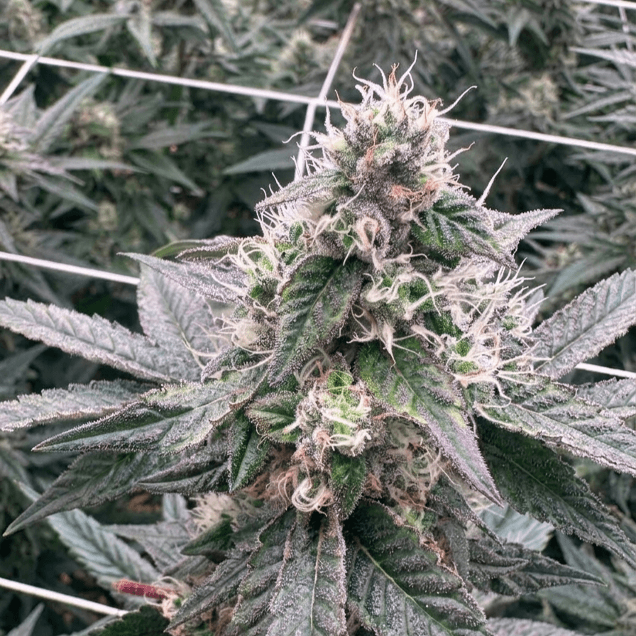 WHITE WIDOW FEMINIZED-image