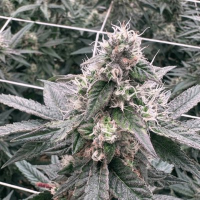 WHITE WIDOW FEMINIZED