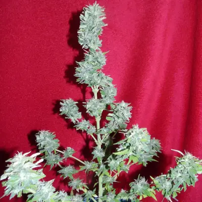Auto King Kong