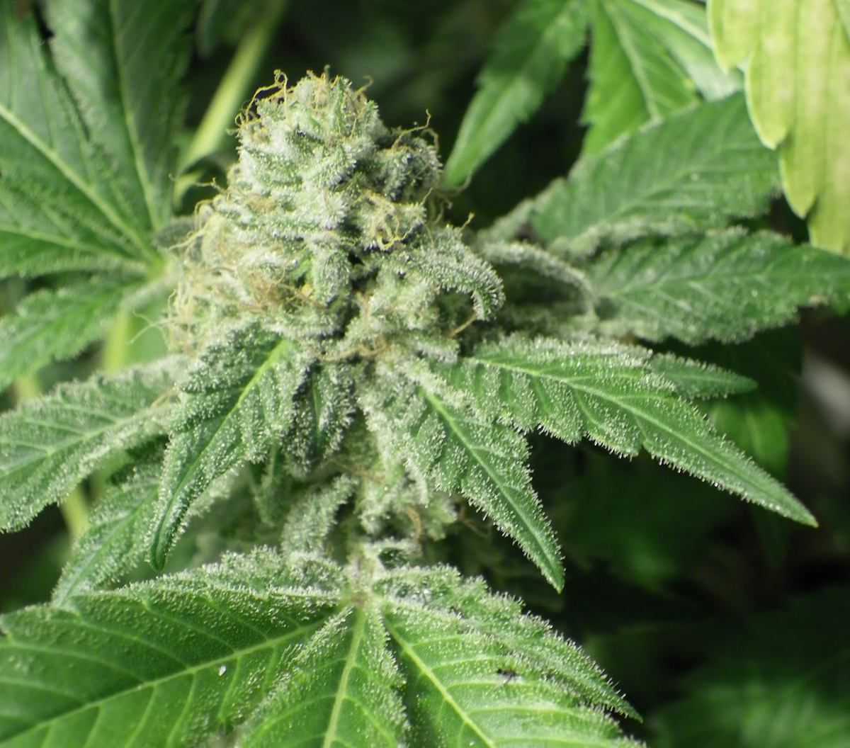 Black Jesus OG-image