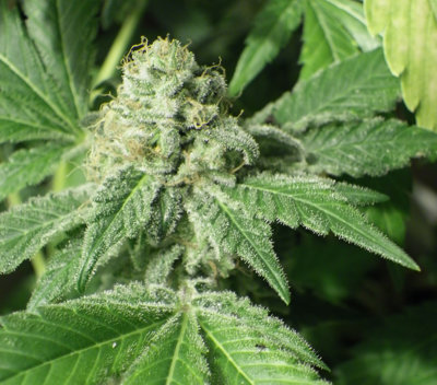 Black Jesus OG