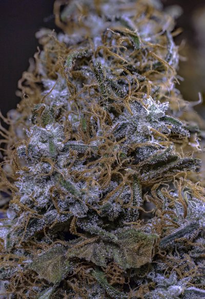 Dark Cookie