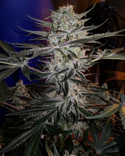 Godzilla Glue