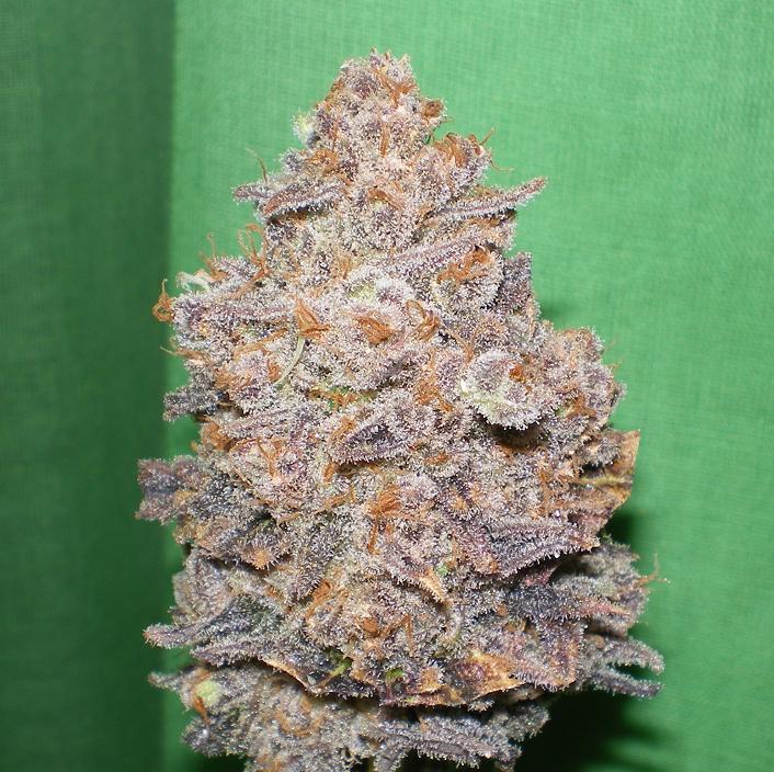 Melon Gum-image