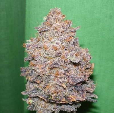 Melon Gum