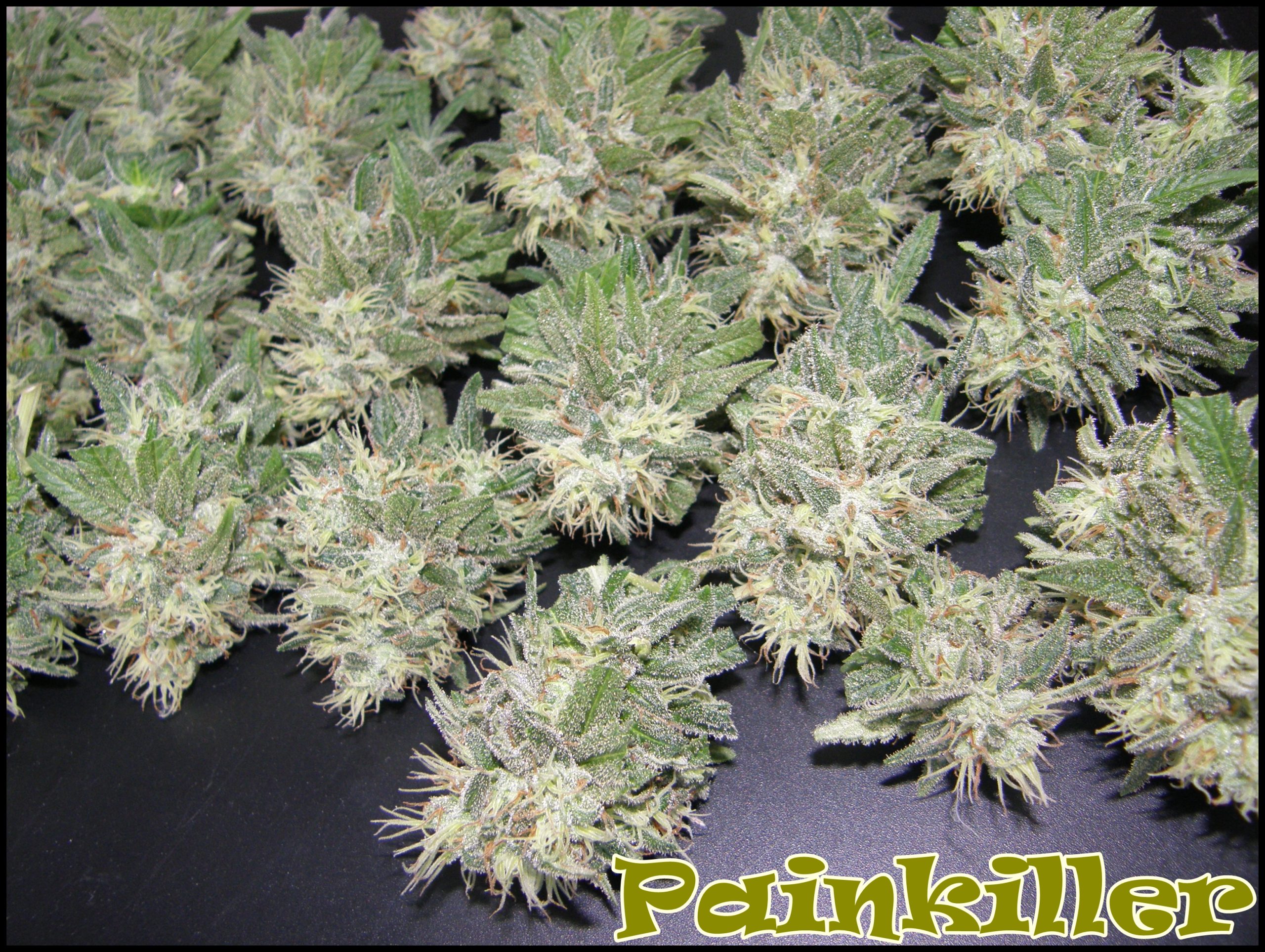 PainKiller-image