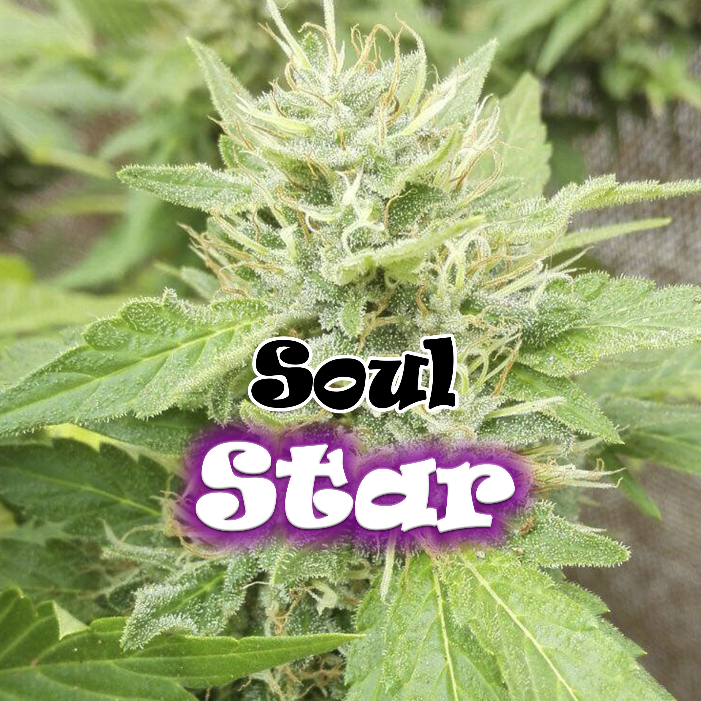 Soul Star-image