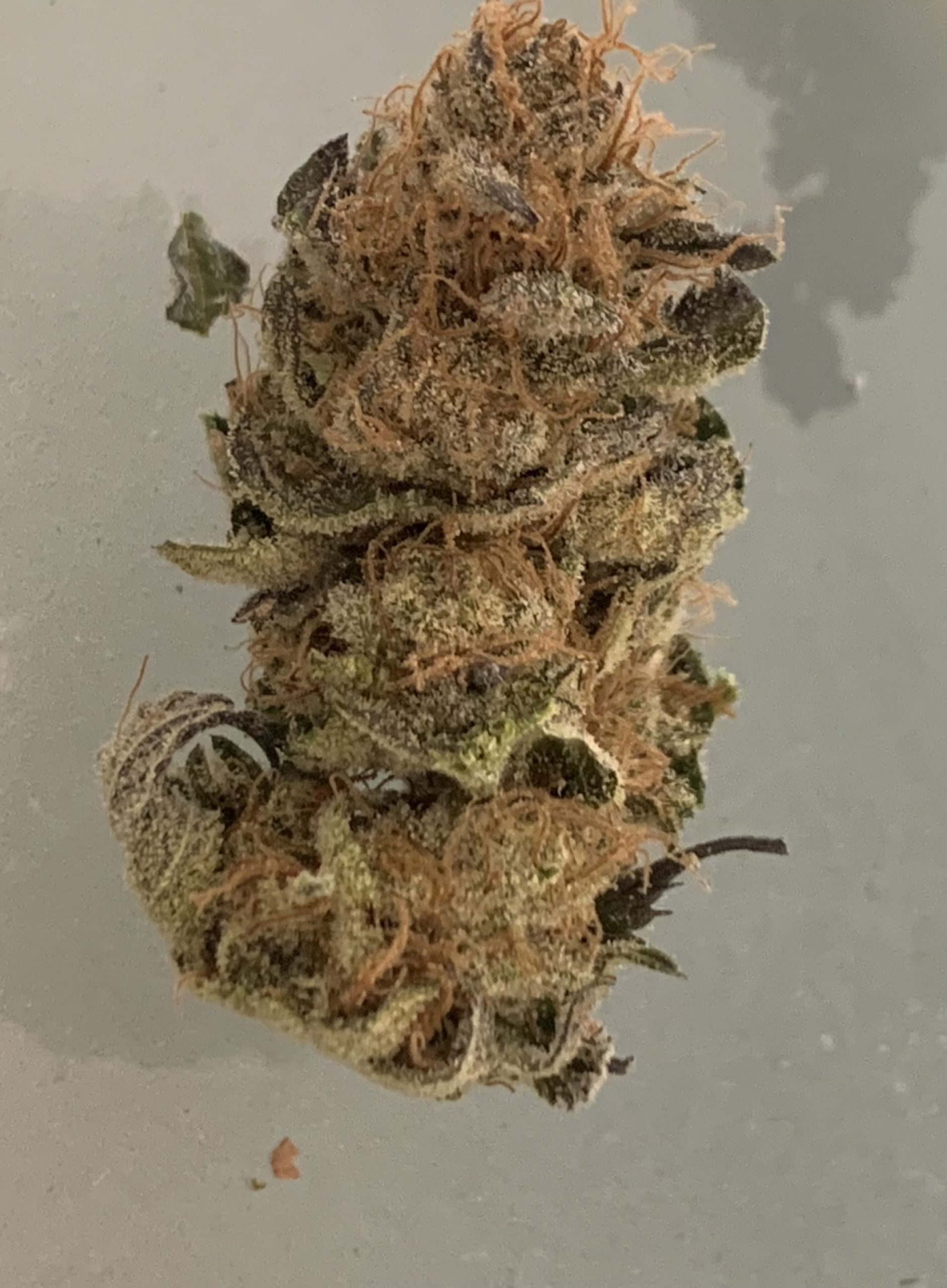 Sour Gummy-image