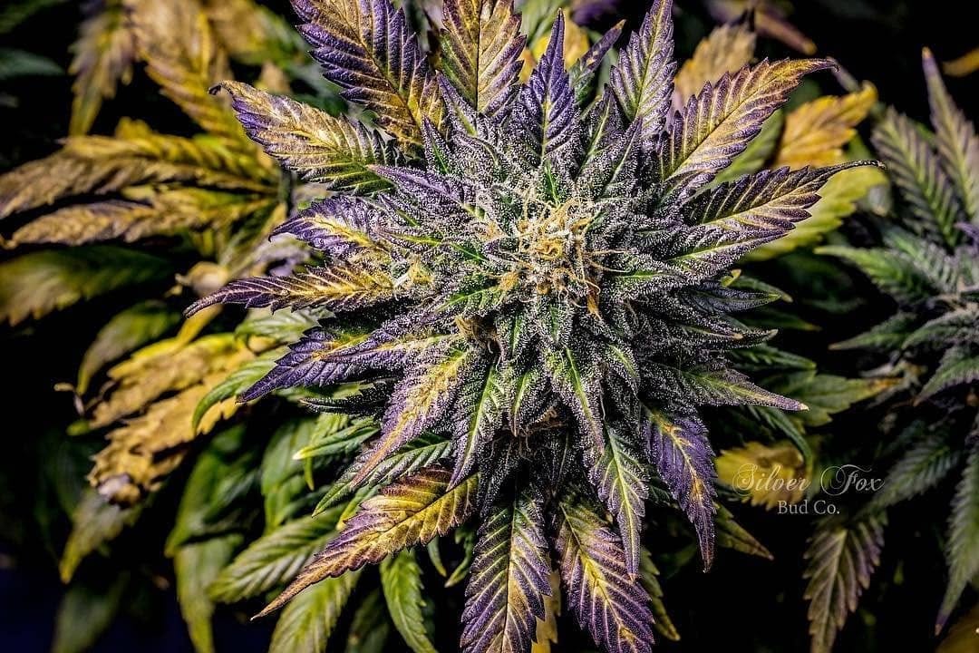 Crystal METH-image