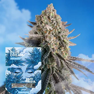 Blue Dream Fast Version Feminized-image