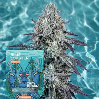 Blue Lobster Autoflower Feminized