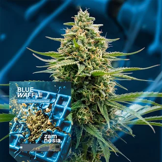 Blue Waffle F1 Feminized-image