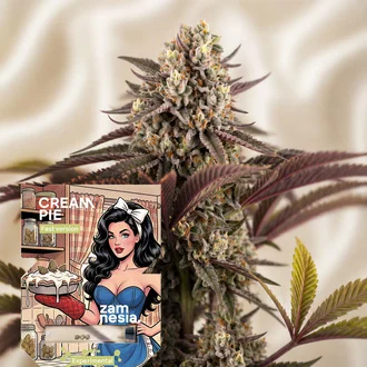 Cream Pie Fast Version Feminized-image