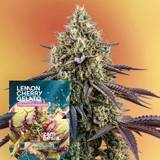 Lemon Cherry Gelato F1 Feminized