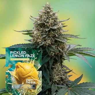 Pickled Lemon Haze F1 Feminized
