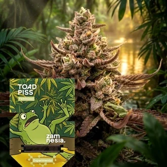 Toad Piss Feminized