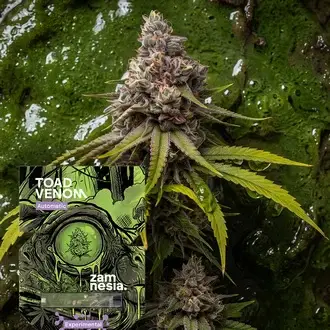 Toad Venom Autoflower Feminized