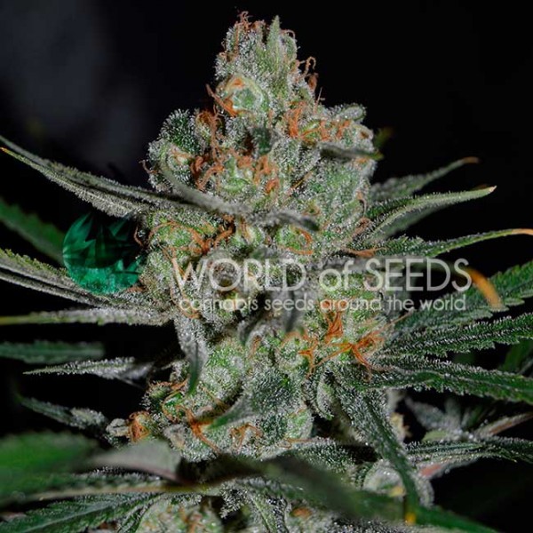 AFGHAN KUSH EARLY VERSION-image