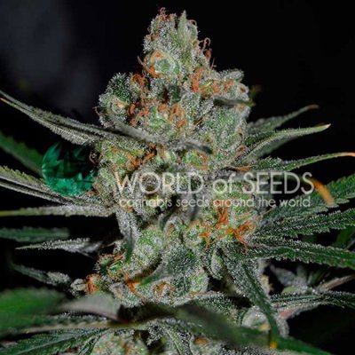 AFGHAN KUSH EARLY VERSION
