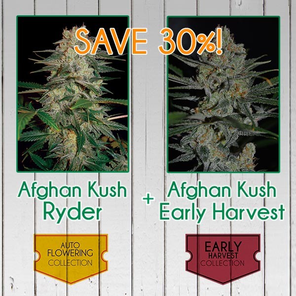 AFGHAN KUSH PACK - FAST-image