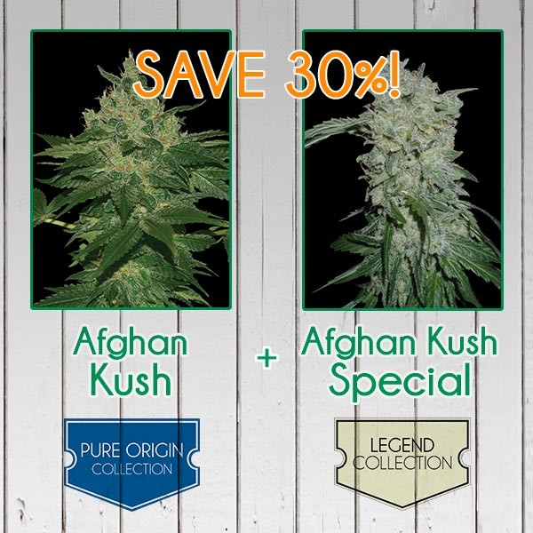 AFGHAN KUSH PACK - FEMINIZED-image