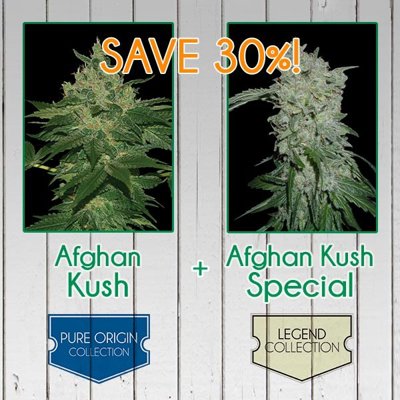 AFGHAN KUSH PACK - FEMINIZED