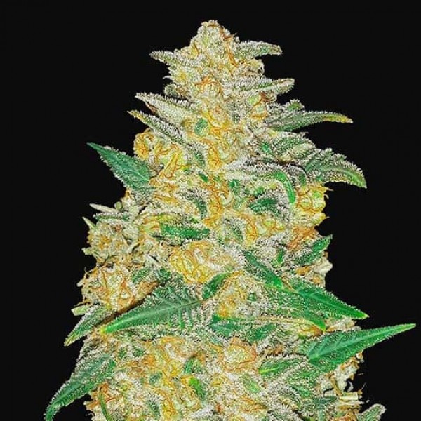 AK AUTO-image