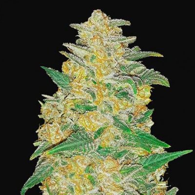 AK AUTO