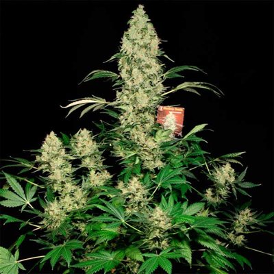 AK-47