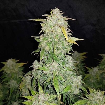 AMNESIA HAZE AUTO