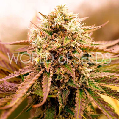 APPALACHIAN KUSH
