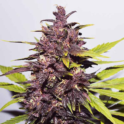 AUTO DARK PURPLE
