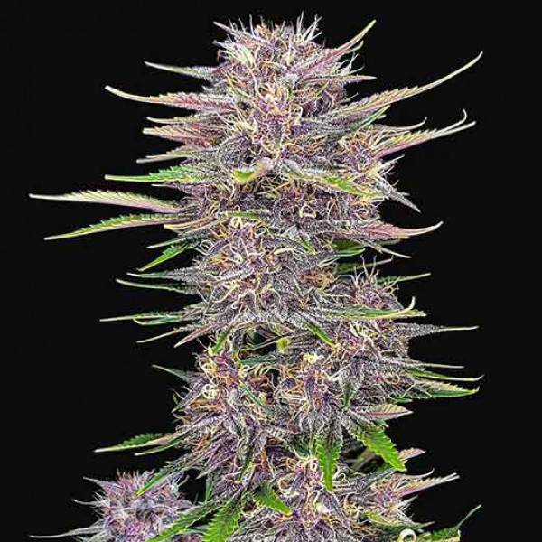 BANANA PURPLE PUNCH AUTO-image