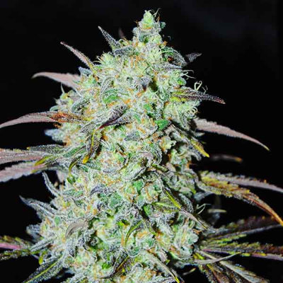 BAY HAZE