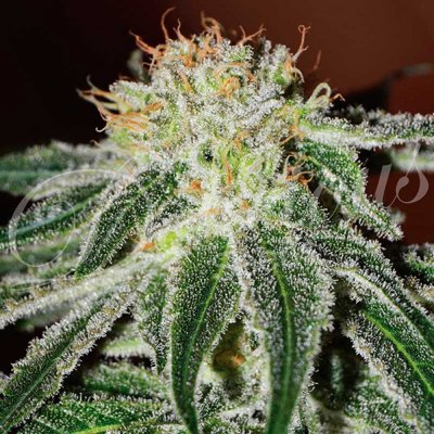 BLACK RUSSIAN